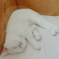 Scottish Fold, Kedi  Suşi fotoğrafı