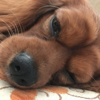 Cavalier King Charles Spanieli, Köpek  Viski fotoğrafı