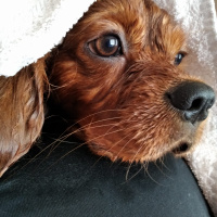 Cavalier King Charles Spanieli, Köpek  Viski fotoğrafı