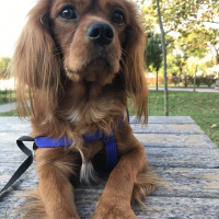 Cavalier King Charles Spanieli, Köpek  Viski fotoğrafı
