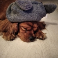 Cavalier King Charles Spanieli, Köpek  Viski fotoğrafı