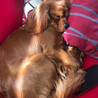 Cavalier King Charles Spanieli, Köpek  Viski fotoğrafı