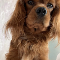 Cavalier King Charles Spanieli, Köpek  Viski fotoğrafı