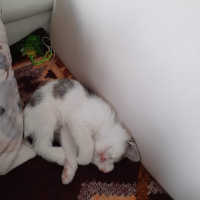 Tekir Kedi, Kedi  Bal fotoğrafı