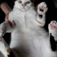 Ankara Kedisi, Kedi  Pamuk fotoğrafı