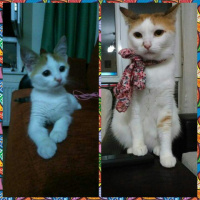 Ankara Kedisi, Kedi  Pamuk fotoğrafı