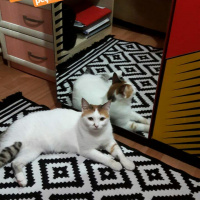 Ankara Kedisi, Kedi  Pamuk fotoğrafı