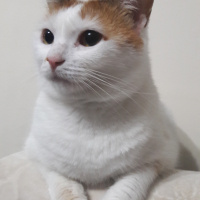 Ankara Kedisi, Kedi  Pamuk fotoğrafı