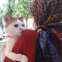 Ankara Kedisi, Kedi  Pamuk fotoğrafı