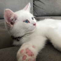 British Shorthair, Kedi  Mia fotoğrafı