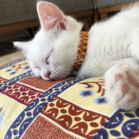 British Shorthair, Kedi  Mia fotoğrafı