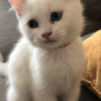 British Shorthair, Kedi  Mia fotoğrafı