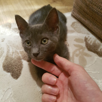 Korat, Kedi  Paspas fotoğrafı