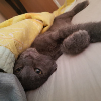 Korat, Kedi  Paspas fotoğrafı