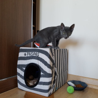 Korat, Kedi  Paspas fotoğrafı