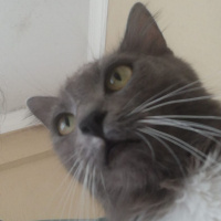Tekir Kedi, Kedi  Bulut fotoğrafı