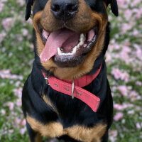 Rottweiler, Köpek  Hector fotoğrafı