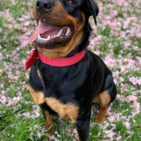 Rottweiler, Köpek  Hector fotoğrafı