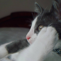 Tuxedo (Smokin) Kedi, Kedi  Şanslı fotoğrafı