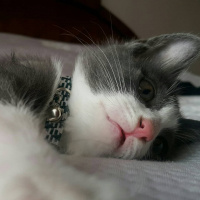 Tuxedo (Smokin) Kedi, Kedi  Şanslı fotoğrafı
