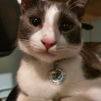 Tuxedo (Smokin) Kedi, Kedi  Şanslı fotoğrafı