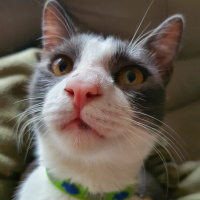Tuxedo (Smokin) Kedi, Kedi  Şanslı fotoğrafı