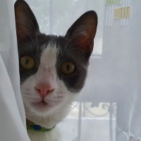 Tuxedo (Smokin) Kedi, Kedi  Şanslı fotoğrafı