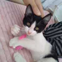Tuxedo (Smokin) Kedi, Kedi  Suji fotoğrafı
