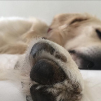 Golden Retriever, Köpek  viski fotoğrafı