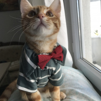 Sarman, Kedi  Pilav fotoğrafı