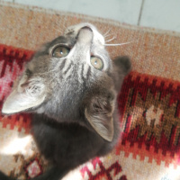 British Shorthair, Kedi  Moni fotoğrafı