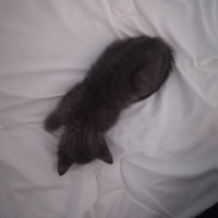 British Shorthair, Kedi  Moni fotoğrafı