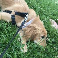 İngiliz Cocker Spaniel, Köpek  Tarçın fotoğrafı