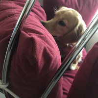 İngiliz Cocker Spaniel, Köpek  Tarçın fotoğrafı
