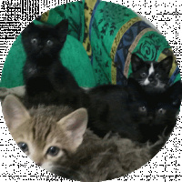 Tuxedo (Smokin) Kedi, Kedi  Huriye fotoğrafı