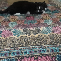 Tuxedo (Smokin) Kedi, Kedi  Huriye fotoğrafı