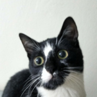 Tuxedo (Smokin) Kedi, Kedi  Huriye fotoğrafı