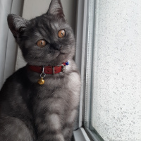 British Shorthair, Kedi  Mişa fotoğrafı