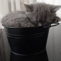 British Shorthair, Kedi  Leo fotoğrafı