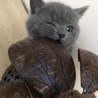 British Shorthair, Kedi  Leo fotoğrafı