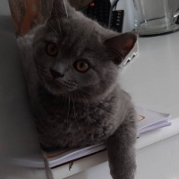 British Shorthair, Kedi  Leo fotoğrafı