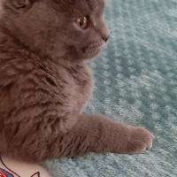 British Shorthair, Kedi  Leo fotoğrafı