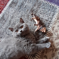 British Shorthair, Kedi  Leo fotoğrafı