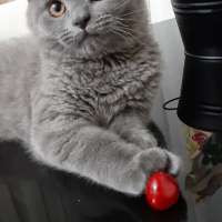 British Shorthair, Kedi  Leo fotoğrafı