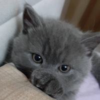 British Shorthair, Kedi  Leo fotoğrafı