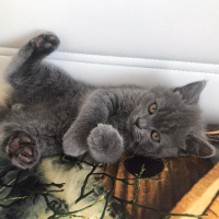 British Shorthair, Kedi  Leo fotoğrafı