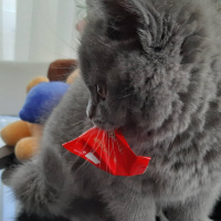 British Shorthair, Kedi  Leo fotoğrafı