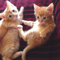 Tekir Kedi, Kedi  Simba fotoğrafı