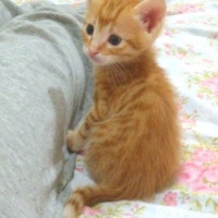 Tekir Kedi, Kedi  Simba fotoğrafı