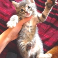 Tekir Kedi, Kedi  Simba fotoğrafı